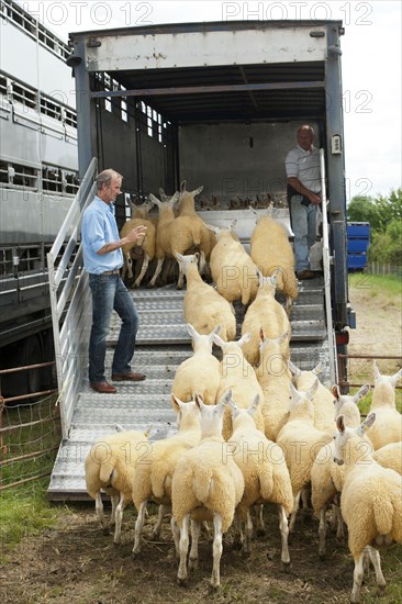 Sheep farming