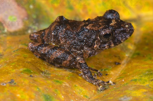 Adult Carvalho predatory frog