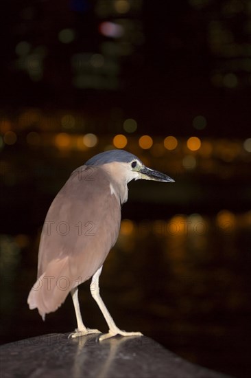 Red nankeen night heron