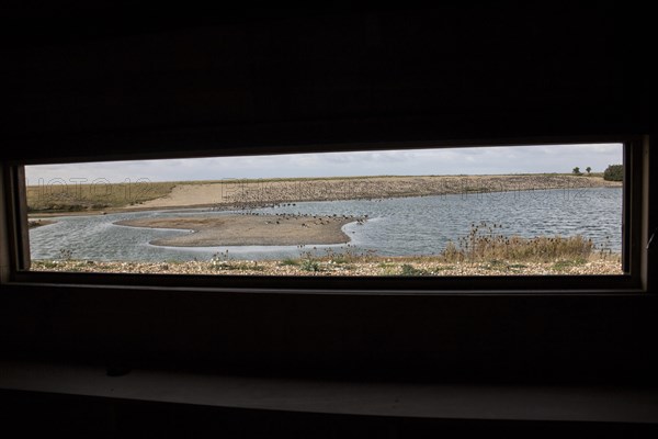 Looking out from Roost hide at RSPB Snettisham. Resting flock of mainly oystercatchers on the autumn high tide