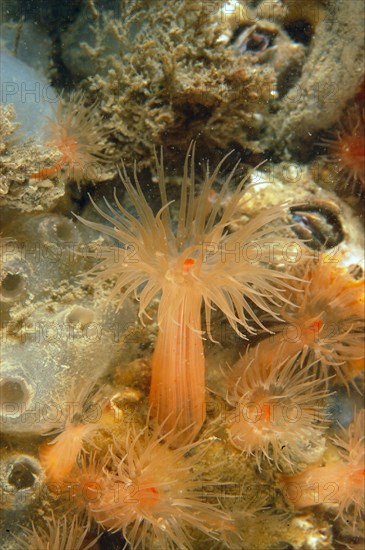 Orange anemone