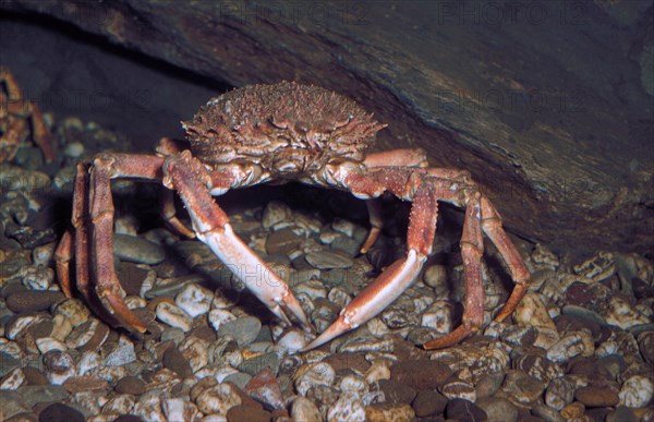 Crab