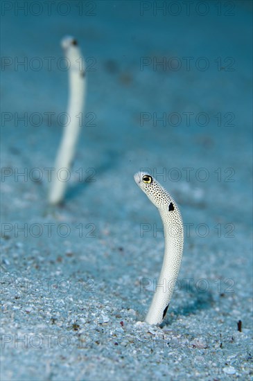 Spotted Eel