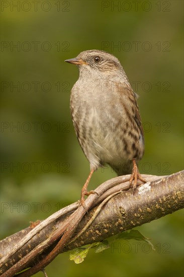 Dunnock