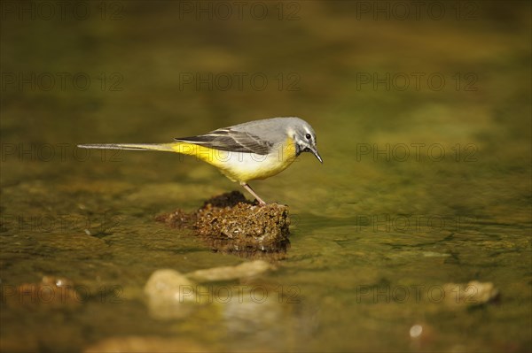 Yellow Wagtail