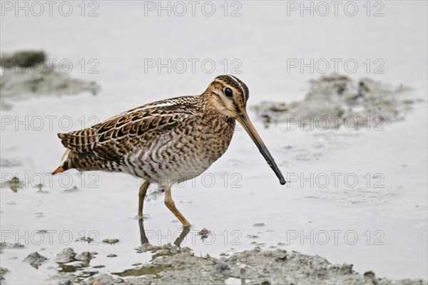 Swinhoe's Snipe