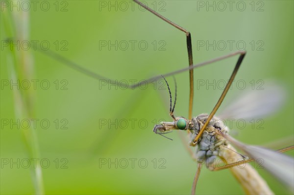 Crane fly