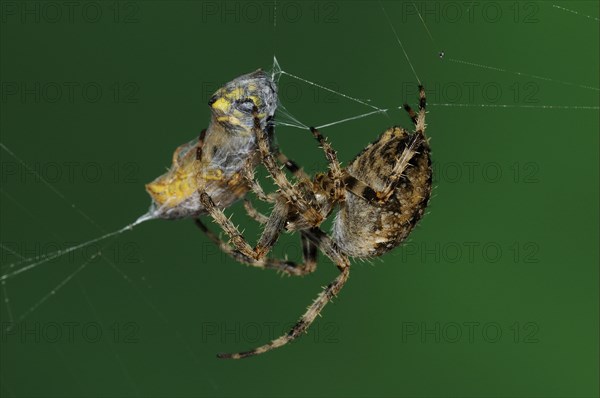 Adult european garden spider