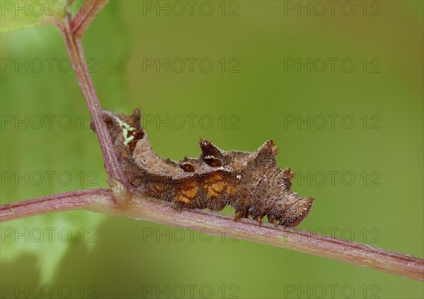 Hungarian glider caterpillar