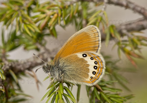 Alpine Heath