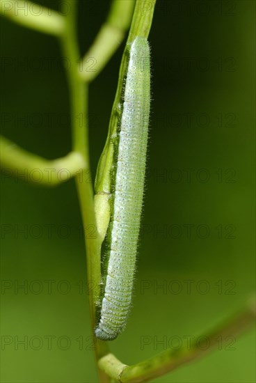 Orange-tip Butterfly