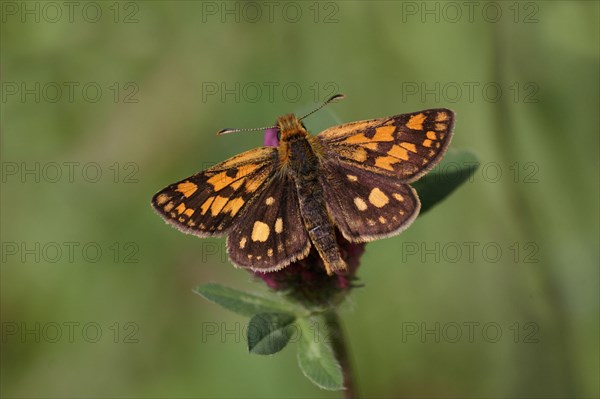 Chequered chequered skipper