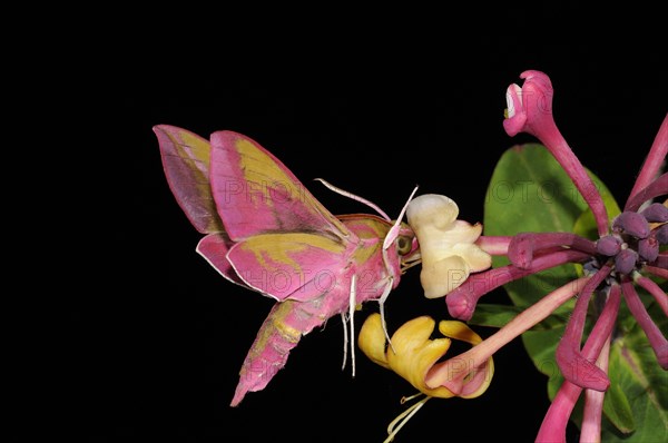 Elephant hawk-moth