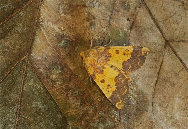 Barred sallow