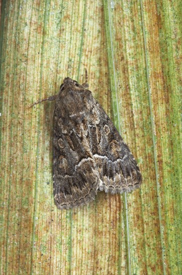 Straw Underwing