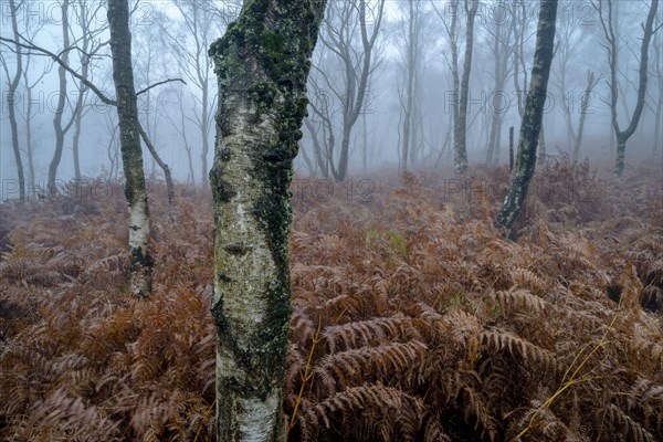 Stems of warty birch