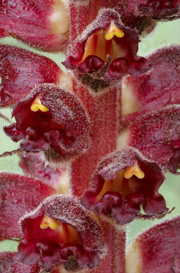 Big greater broomrape