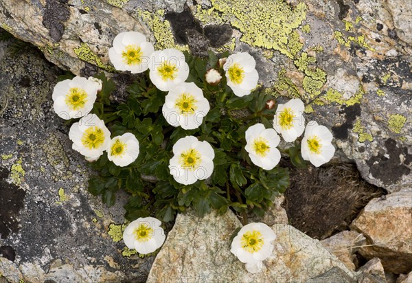 Glacier Crowfoot