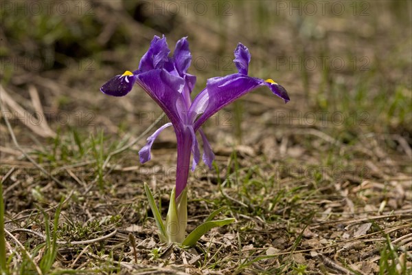 Dwarf Iris