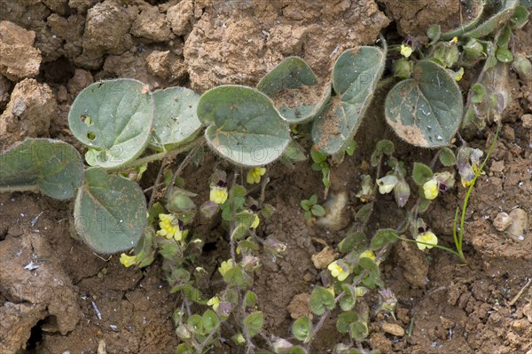 Egg-leaved pennywort