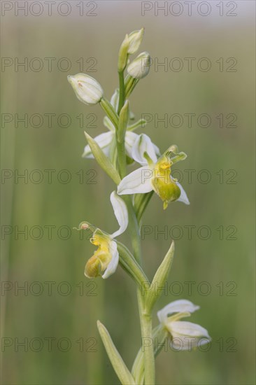 Bee orchid