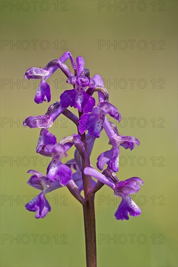 Green-winged green-winged orchid