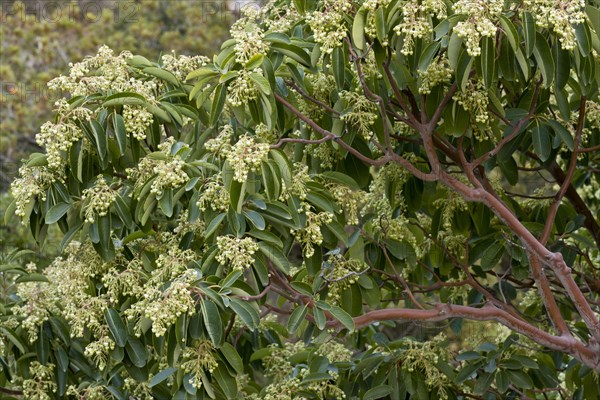 Greek strawberry tree