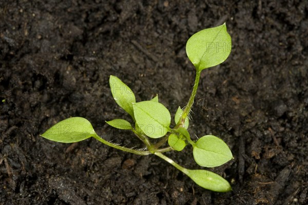 Seedling developing into a young plant of chickweed