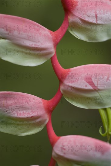 Heliconia