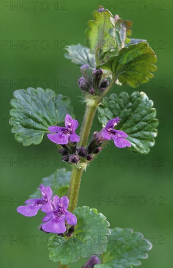 Ground ivy