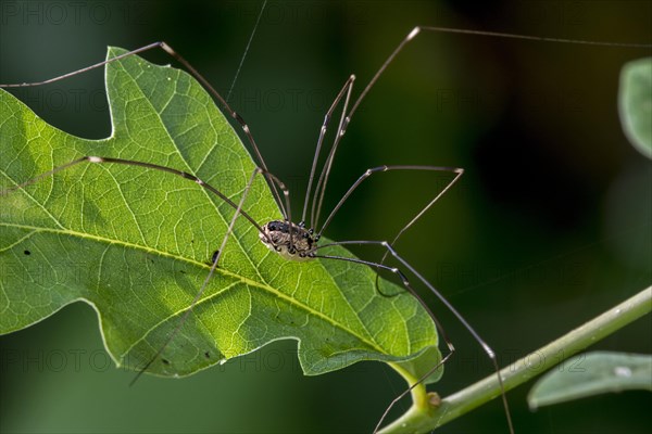 Female Leiobunum rotundum