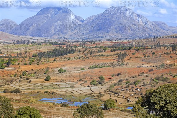 Terraced rice paddies in the central highlands and cattle herders on their way to the weekly zebu market in Ambalavao