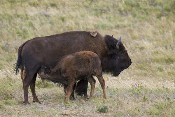 American bison