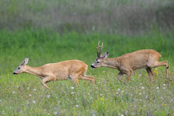 European european roe deer