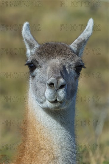 Head of a guanaco