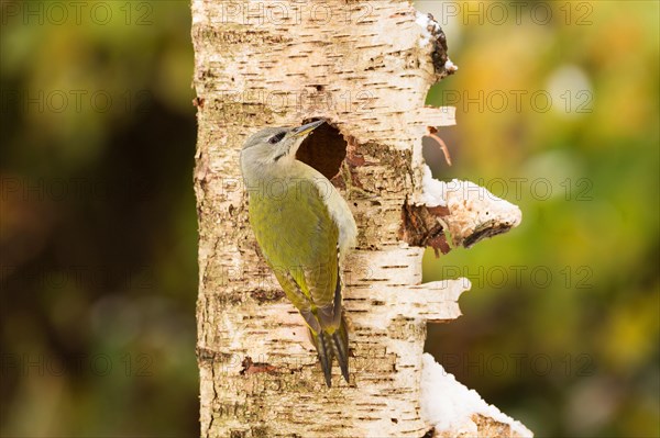 Grey-headed woodpecker