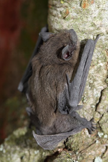 Common pipistrelle