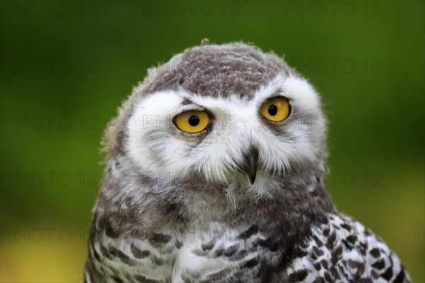 Snowy Owl