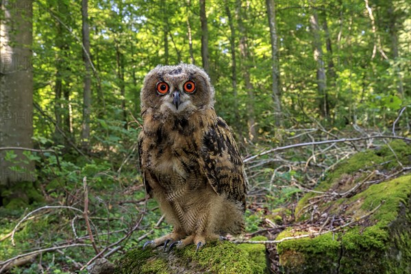 Eagle Owl