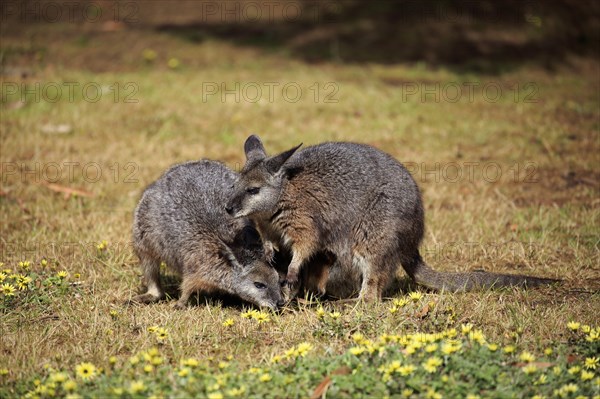 Tammar Wallaby