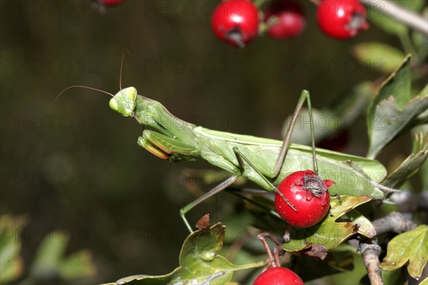 Praying mantis