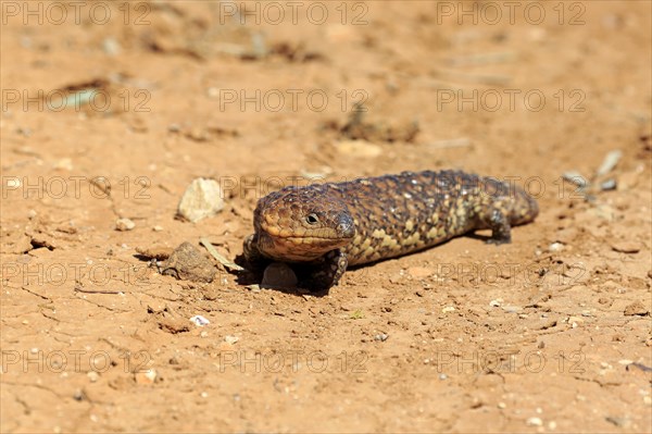 Tiliqua rugosa