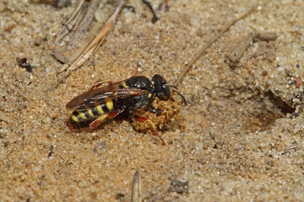 Large fly spear wasp