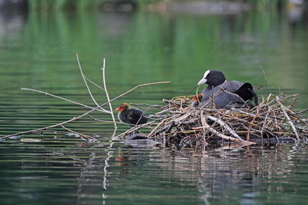 Eurasian Coot