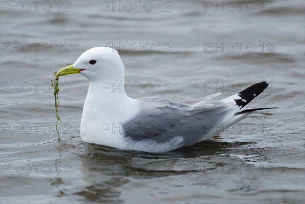 Larus tridactylus