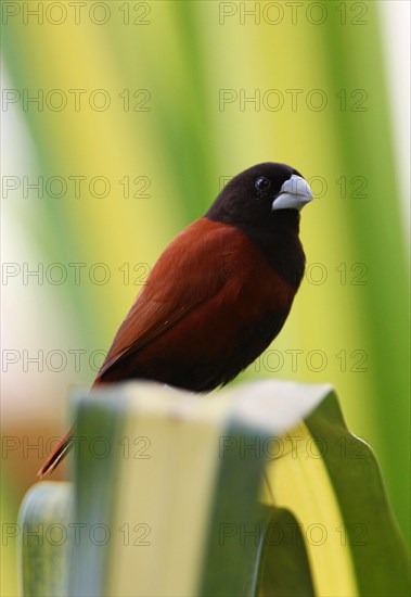 Chestnut Munia