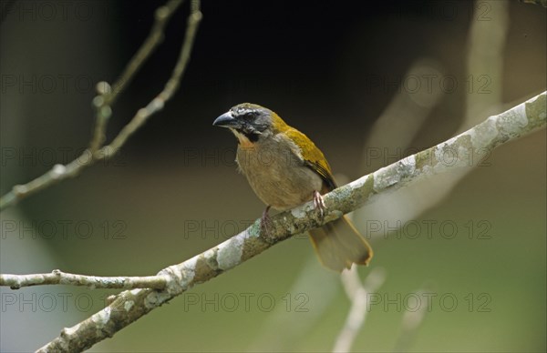 Buff-throated Saltator