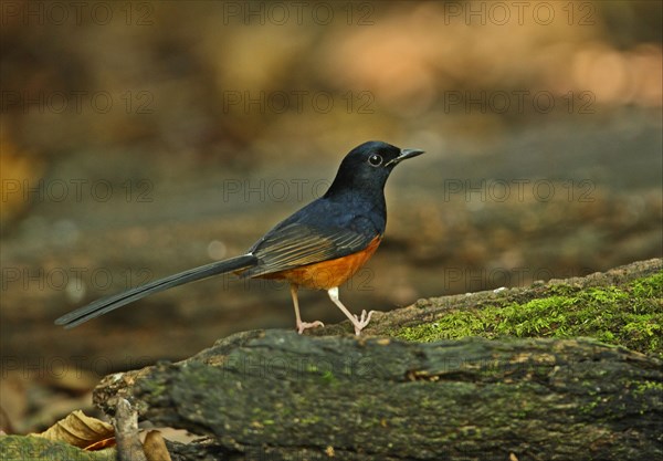 White-rumped Shama