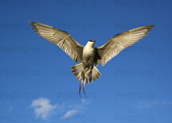 Long-tailed Skua