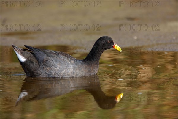 Red-fronted Coot